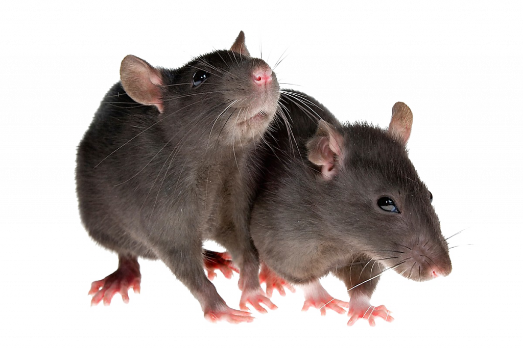 deux rats